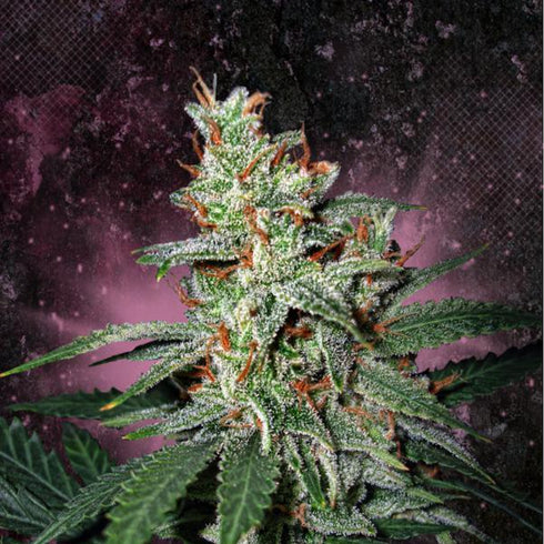 Ministry of Cannabis - Carnival