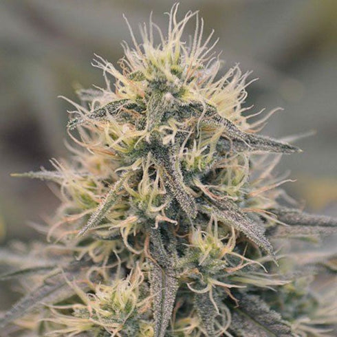 Spliff Seeds - CBD Spliff Berry