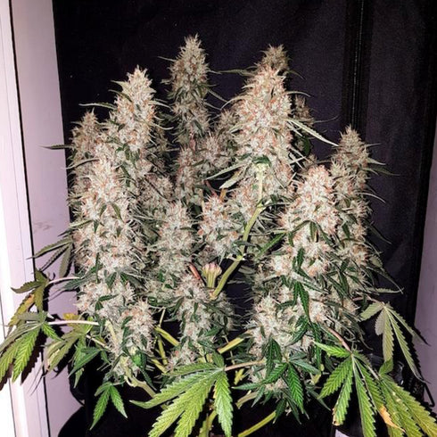 Phoenix Seeds - CBD Auto