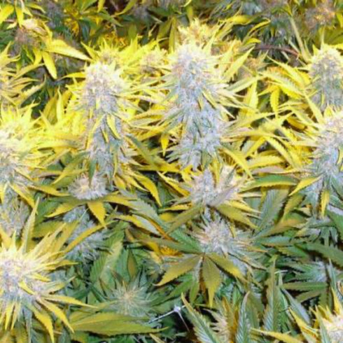 Phoenix Seeds - Critical Mass CBD