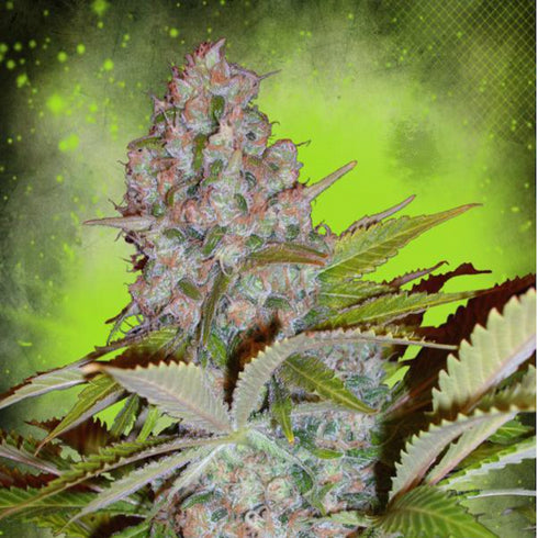 Ministry of Cannabis - Cheese NL Auto