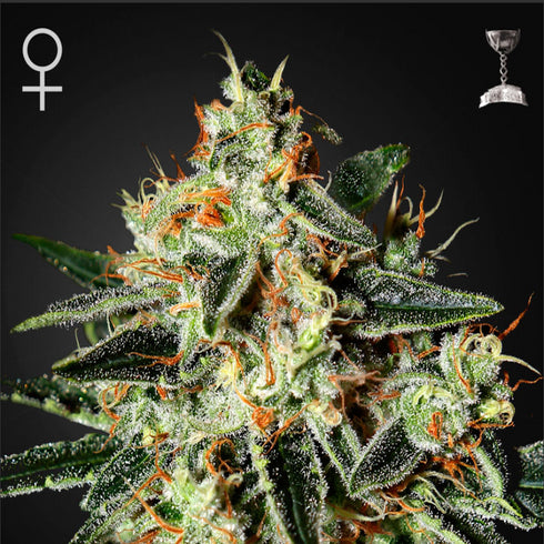 Greenhouse Seed Co. - Cheese