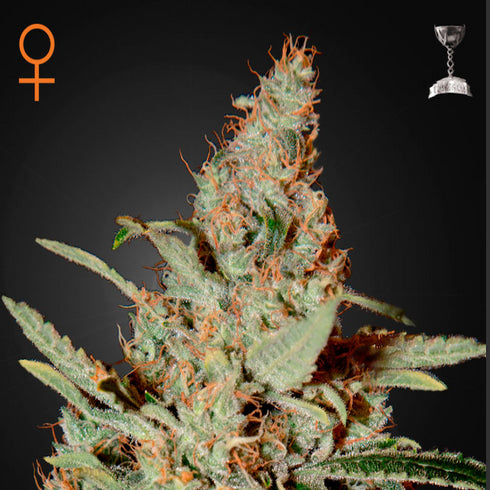 Greenhouse Seed Co. - Chem Dog