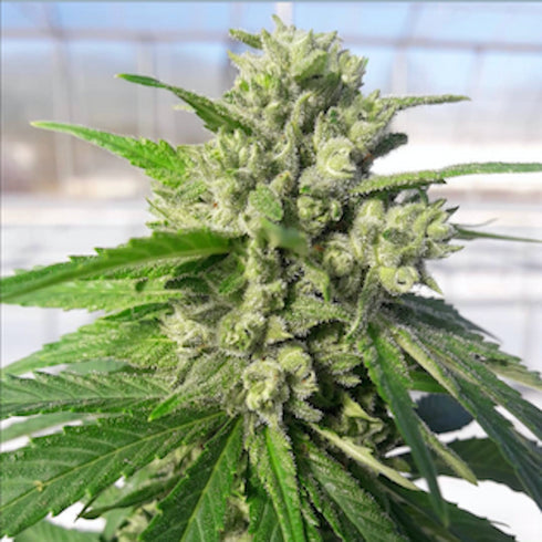 Pheno Finder Seeds - Chemhead OG