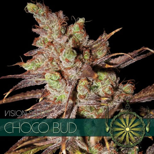 Vision Seeds - Choco Bud