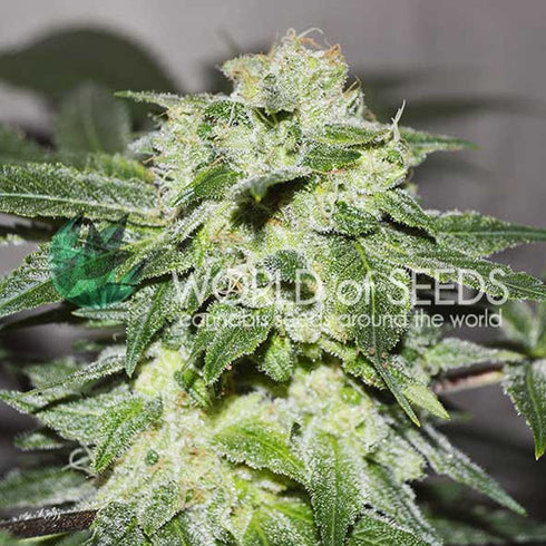 World of Seeds - Chronic Haze