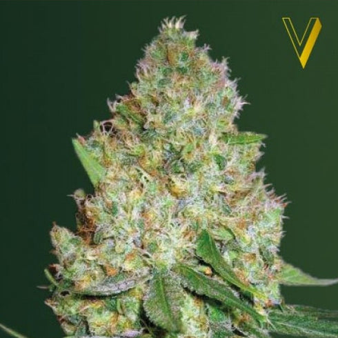 Victory Seeds - Chronic Monster XXL