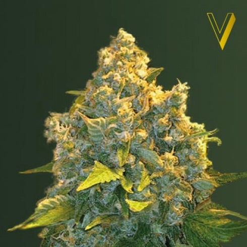 Victory Seeds - Chronic Monster XXL Auto