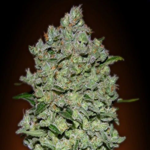 Advanced Seeds - Automatic Collection 1