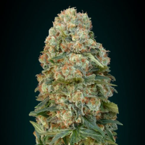 Advanced Seeds - Feminised Collection 1