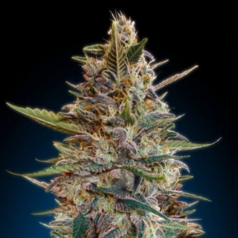 Advanced Seeds - Automatic Collection 2