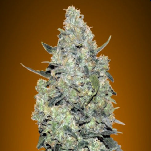 Advanced Seeds - Automatic Collection 3