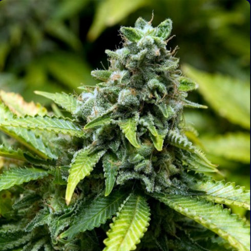 Advanced Seeds - Feminised Collection 3