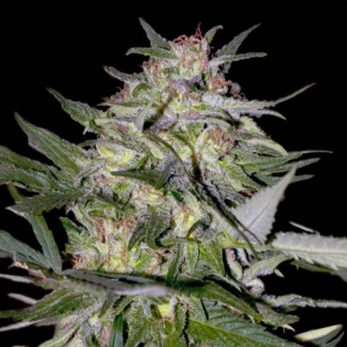 Advanced Seeds - Feminised Collection 4