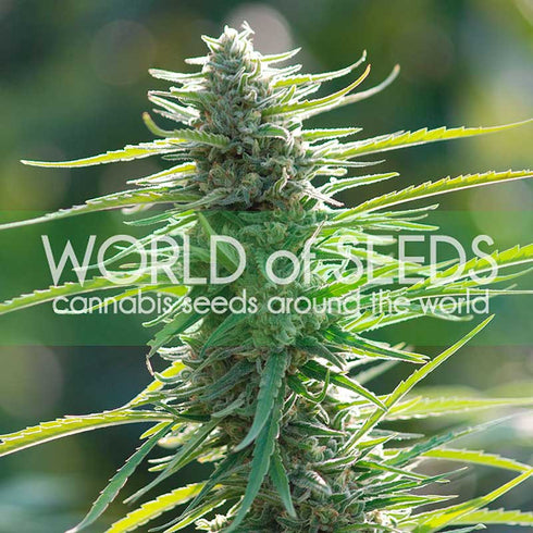 World of Seeds - Colombian Gold