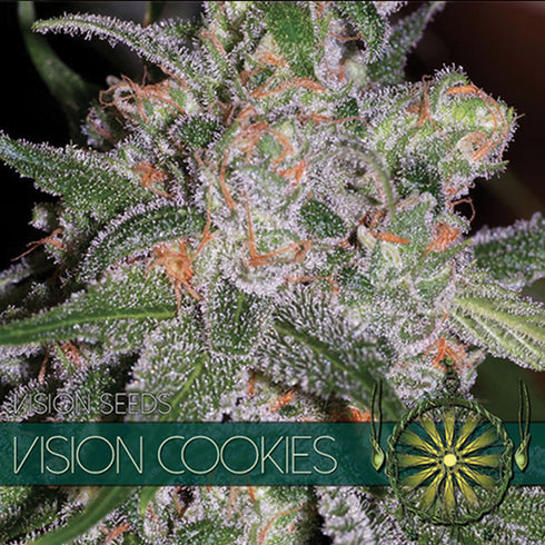 Vision Seeds - Vision Cookies