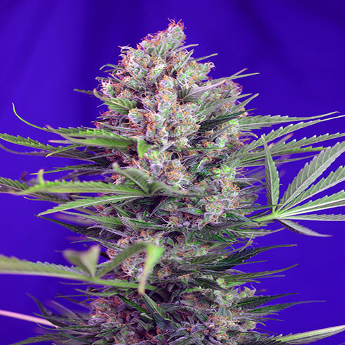 Sweet Seeds - Cream Mandarine FAST Version
