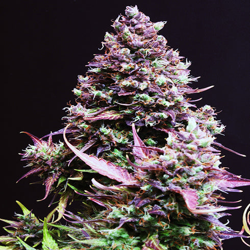 Sweet Seeds - Caramel Cream Auto