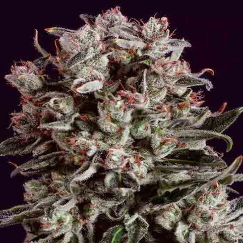 Super CBDx - Critical Mass x SCBDX