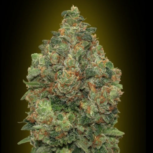 Advanced Seeds - Critical Soma Auto