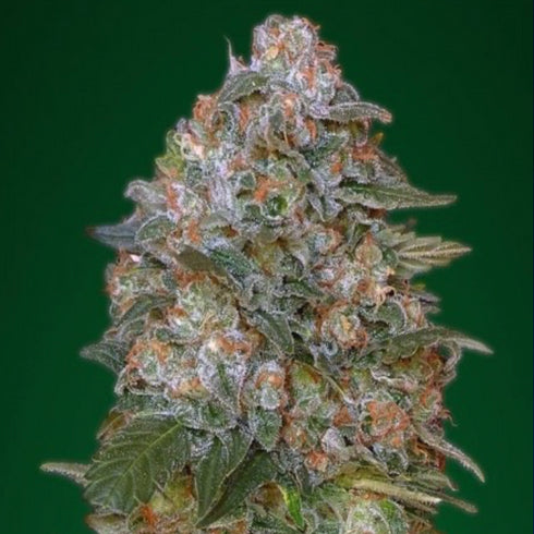 Advanced Seeds - Critical Soma