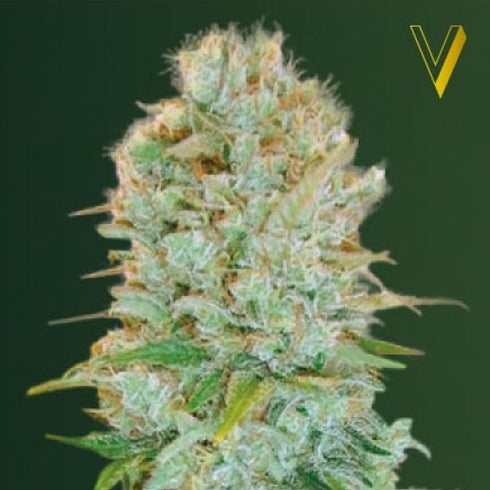 Victory Seeds - Critical