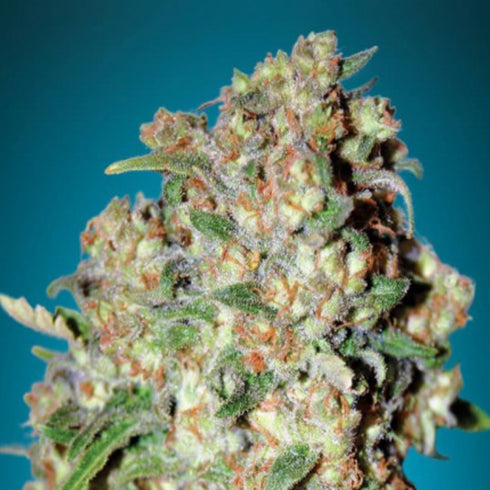 Advanced Seeds - Critical