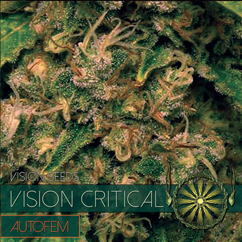 Vision Seeds - Vision Critical Auto