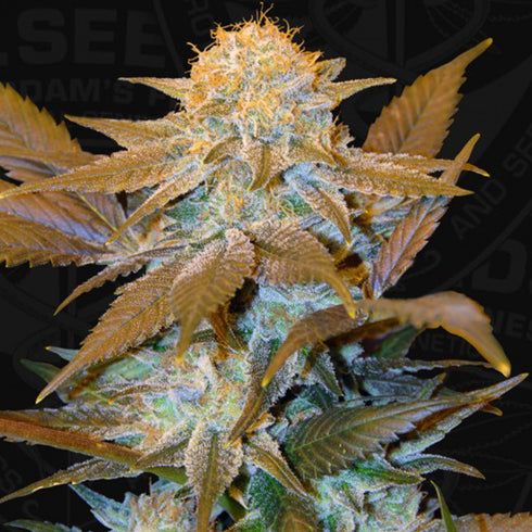 T.H. Seeds - Critical Hog