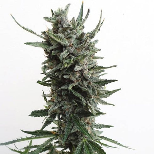 T.H. Seeds - Critical Hog Auto