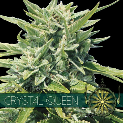 Vision Seeds - Crystal Queen