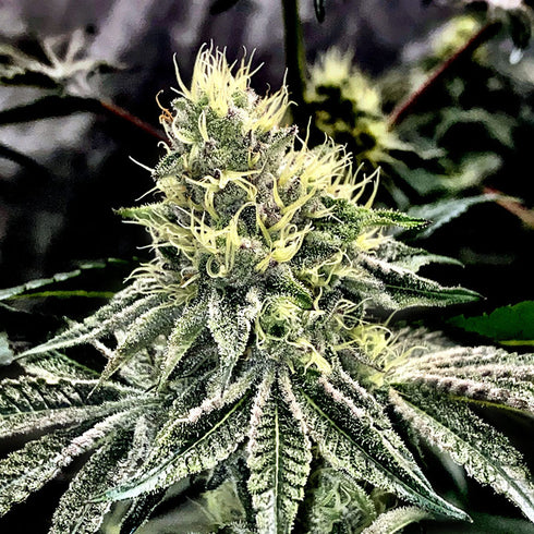 Elev8 Seeds - Cake And Ice Cream