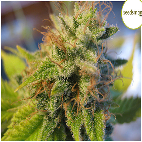 Seedsman - Candy Cream Auto