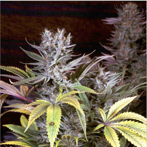 Delta 9 Labs - CannaSutra