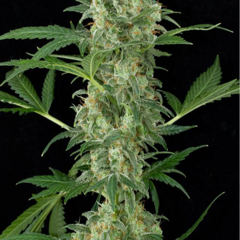 Dinafem Seeds - Cheese Auto