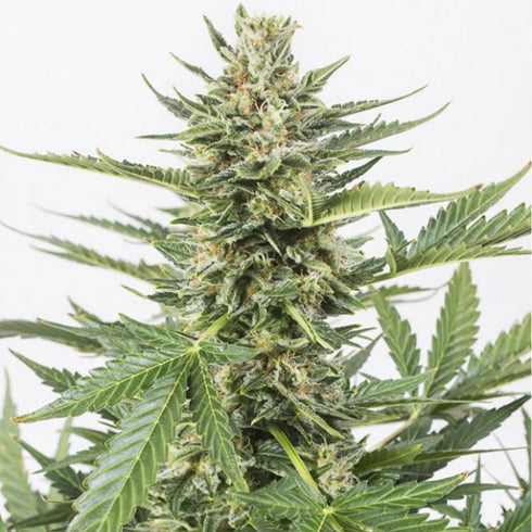 Dinafem Seeds - Cheese XXL Auto