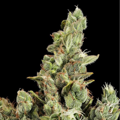 Dinafem Seeds - Cheese