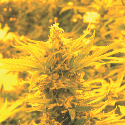 Emerald Triangle - Cheesy Headband