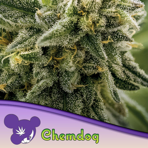 Anesia Seeds - Chemdog