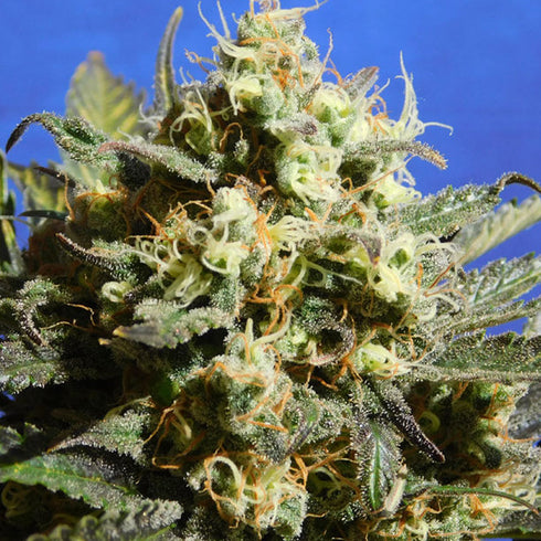 Original Sensible Seeds - Cherry Alien Auto