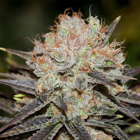 Anesia Seeds - Chocolate Haze