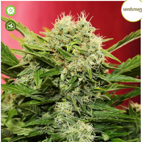 Seedsman - Chronic Ryder Auto