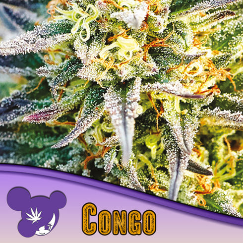 Anesia Seeds - Landrace Collection - Congo