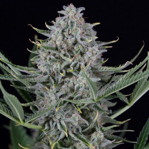 Dinafem Seeds - Cookies Auto