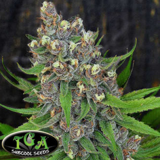 Subcool Seeds/TGA Genetics - Cosmic Glue