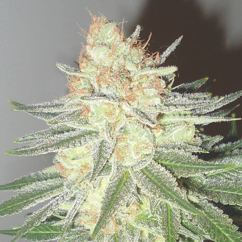 Emerald Triangle - Cotton Candy Cane