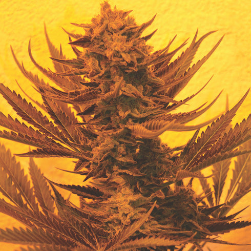 Emerald Triangle - Critical 707 CBD