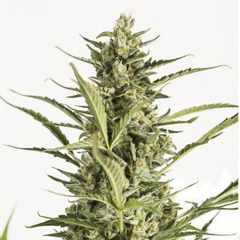 Dinafem Seeds - Critical Jack Auto
