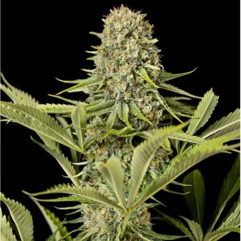 Dinafem Seeds - Critical Jack