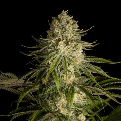 Dinafem Seeds - Critical Kush